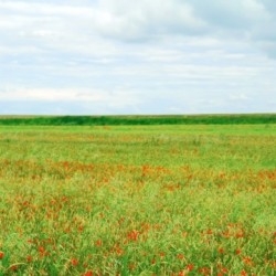 трава и колосья трава колосья поле фото