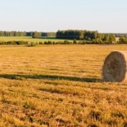 трава и колосья трава колосья поле фото